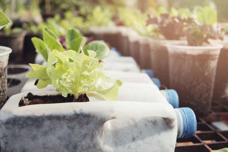 laitue dans les bouteilles en plastique 2026
