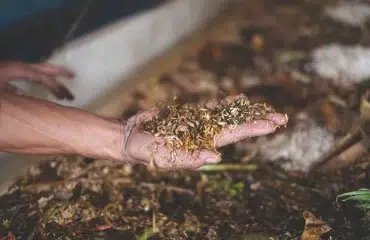 larves dans le compost