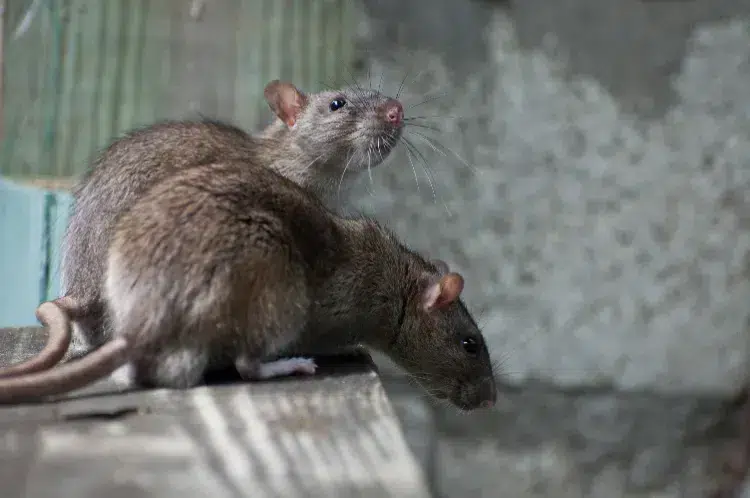 leau de javel fait fuir les rats odeur vinaigre blanc coca cola jardin