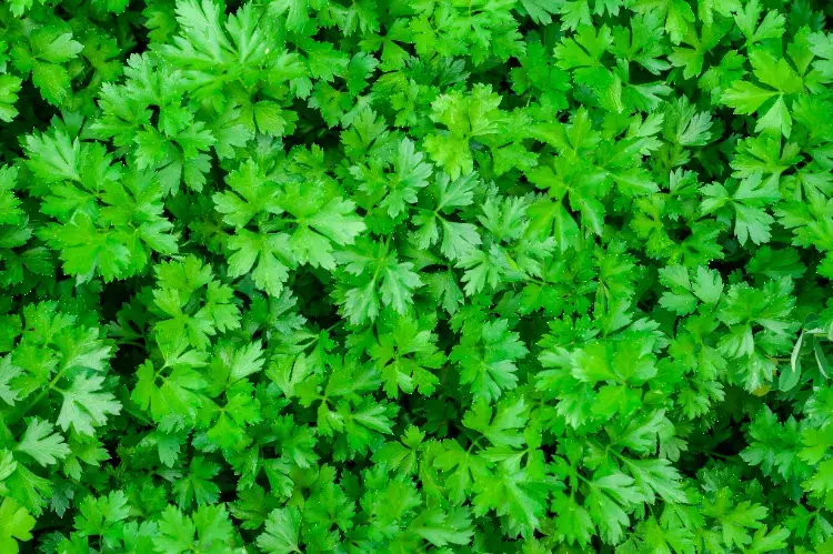 legumes herbes à ne pas planter des salades vertes potager