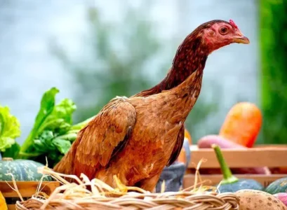 legumes pour les poules