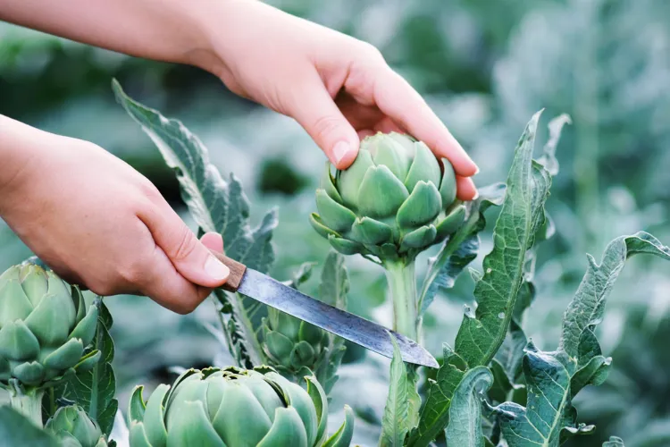 légumes vivaces réduire son empreinte carbone au jardin ornement potager bons gestes