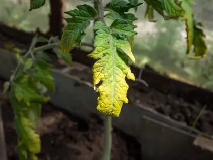 les feuilles de mes semis de tomates jaunissent sechent tombent maladie chlorose traitement engrais naturel