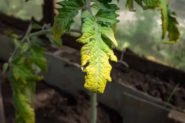 les feuilles de mes semis de tomates jaunissent sechent tombent maladie chlorose traitement engrais naturel