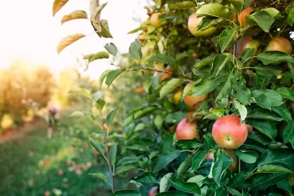 liste associations arbres fruitiers a ne pas planter ensemble jardin verger