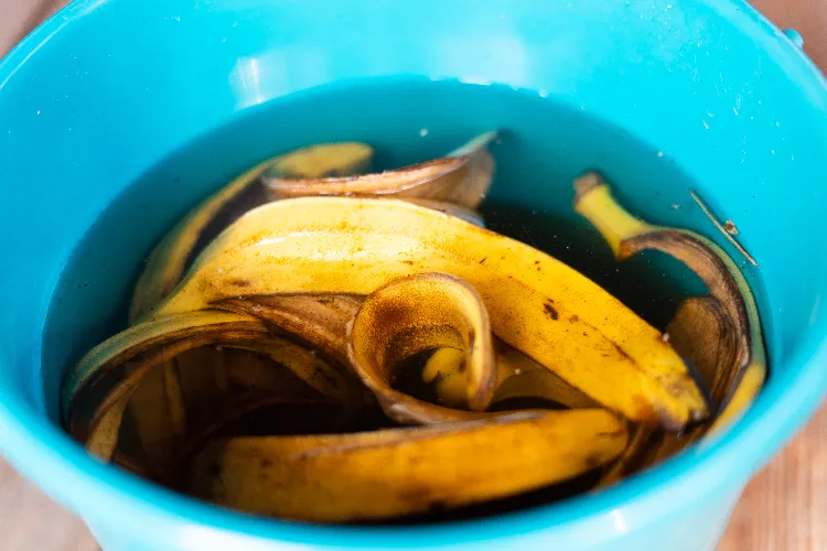 macération peau de banane dans l'eau chaude