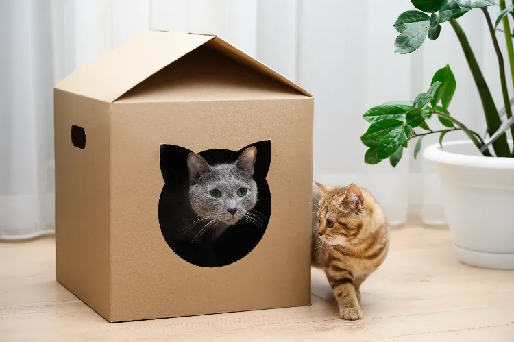 maison en carton pour chat