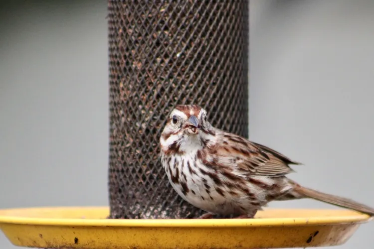 mangeoire oiseaux avec papier de rouleaux toilette assurer nourriture oiseaux résidant jardin hiver