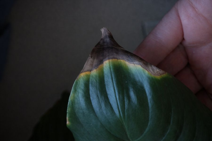 manque de lumière cause les maladies de la plante
