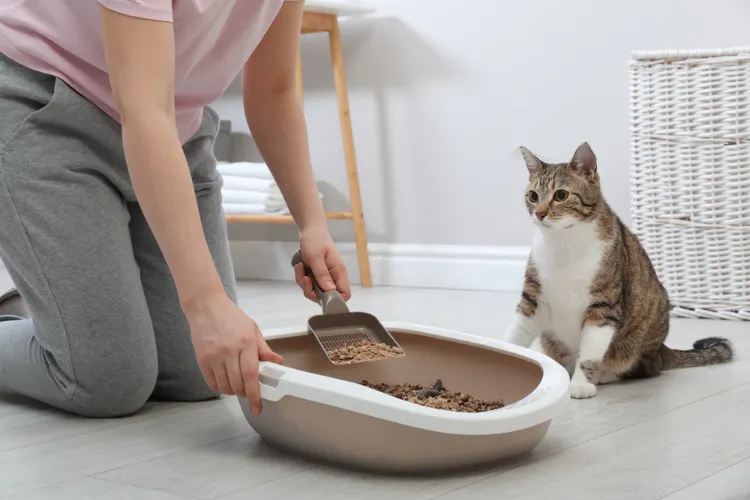 mettre de la cendre dans la litière du chat est ce sans risque ecologique