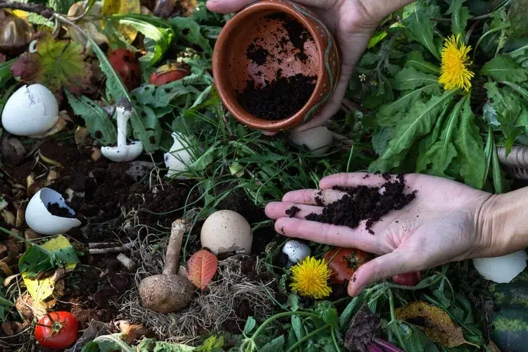 mettre du marc de café dans le compost activateur naturel engrais hortensias géraniums