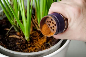 mettre du poivre sur les plantes 2024