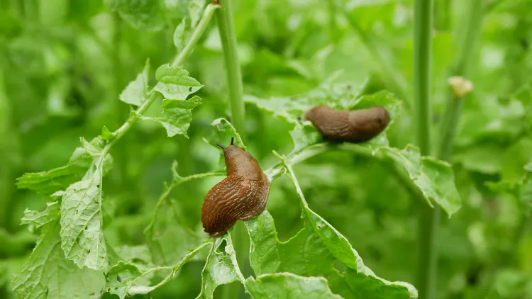 mettre du poivre sur les plantes jardin potager répulsif naturel insectes limaces vers rongeurs chats