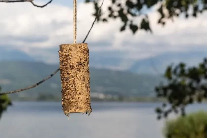 modèle de mangeoire pour oiseaux rouleaux papier toilette graisser beurre cacahuète coller graines