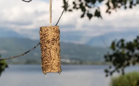 modèle de mangeoire pour oiseaux rouleaux papier toilette graisser beurre cacahuète coller graines