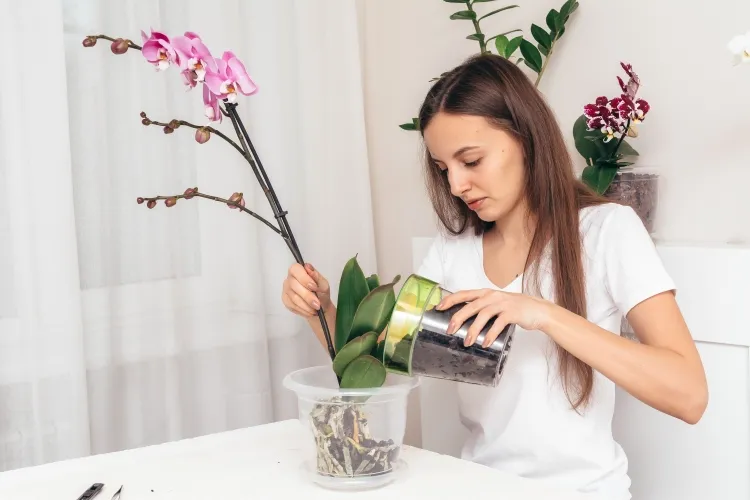 orchidée dans un pot transparent rempoter imiter milieu naturel gage prospérité