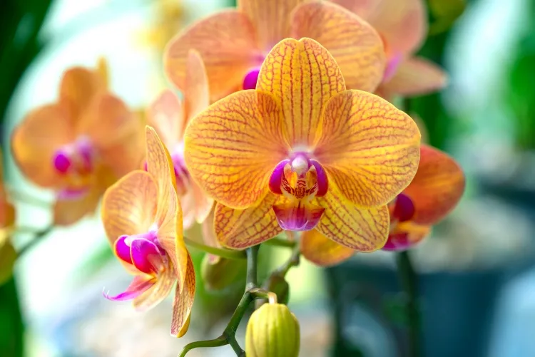 orchidée dans un pot transparent variations exotiques résistantes conditions jungle