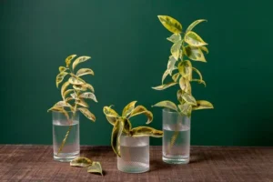 paracetamol plante utilisation