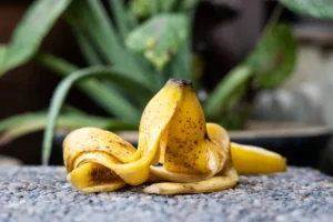 peau de banane au pied des rosiers