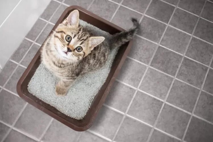 peut on mettre de la cendre dans la litière du chat sans risque ecologique