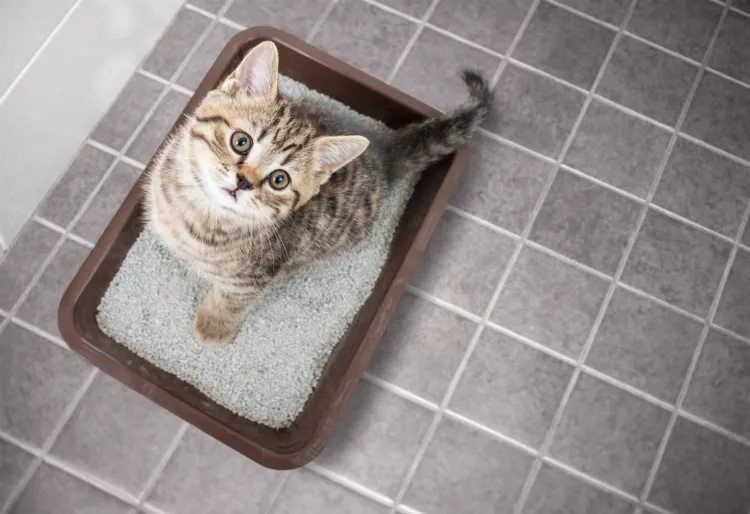 peut on mettre de la cendre dans la litière du chat sans risque ecologique