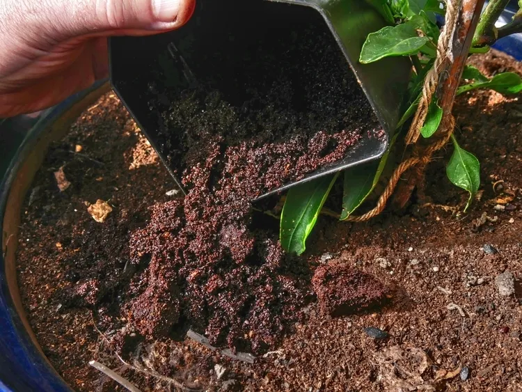 peut on planter directement dans du compost fertiliser sol plantes réutiliser déchets organiques
