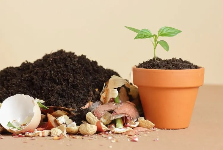 peut on planter directement dans du compost important élucider question objectifs compostage composants