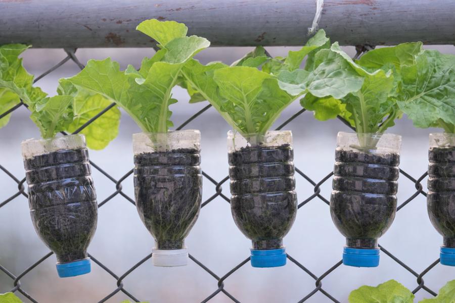 plantation en bouteille en plastique