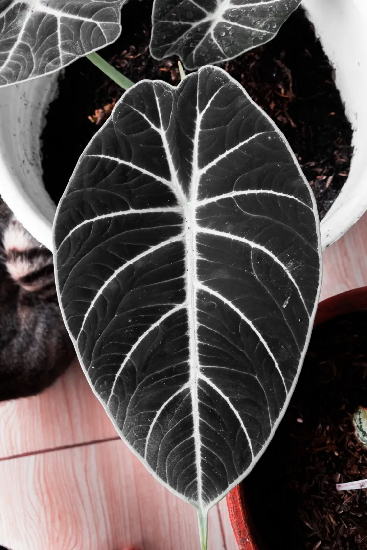 plante à feuilles noires pour l’intérieur alocasia feuilles grandes oreille éléphant plante extérieur intérieur
