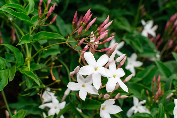 plante à fleurs blanches odorantes jasmin officinal