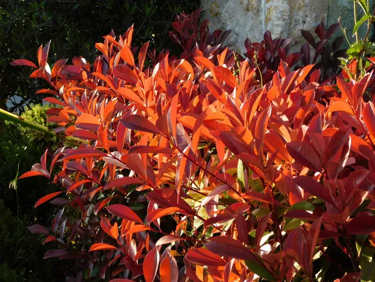 plante d'extérieur à feuilles rouges photinia arbuste persistant