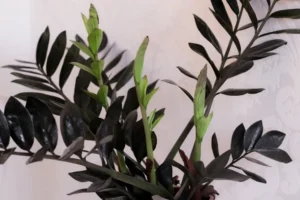 plante d'intérieur à feuilles noires zamioculcas zamiifolia couleur corbeau tropicale brevetée