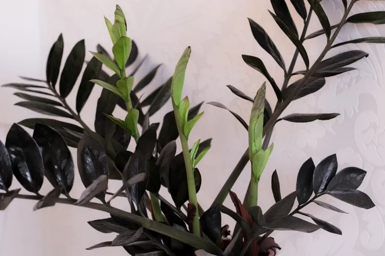 plante d'intérieur à feuilles noires zamioculcas zamiifolia couleur corbeau tropicale brevetée