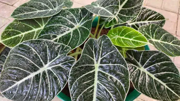 plante d'intérieur feuilles noires kyrielle végétaux place spéciale monde botanique