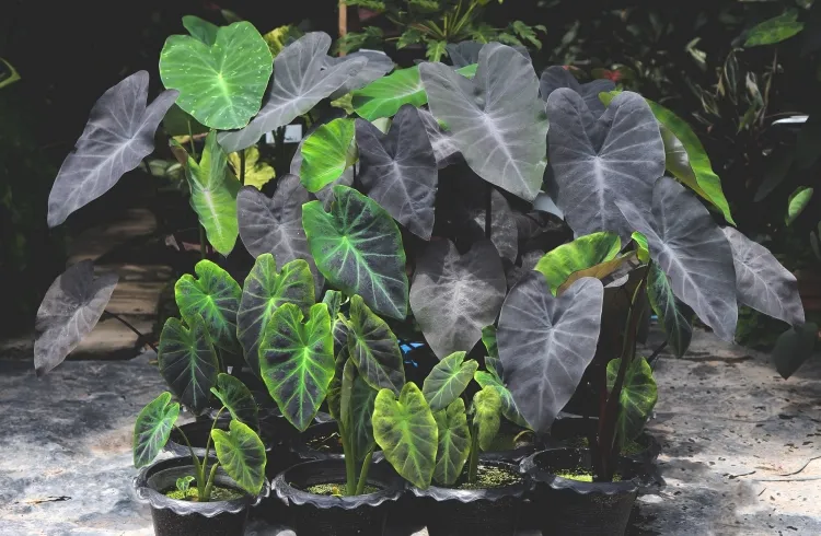 plante d'intérieur feuilles noires laquelle pourquoi choisir réclame entretien particulier