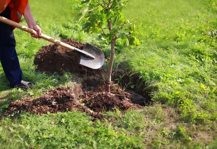 planter arbre réduire son empreinte carbone au jardin ornement potager bons gestes