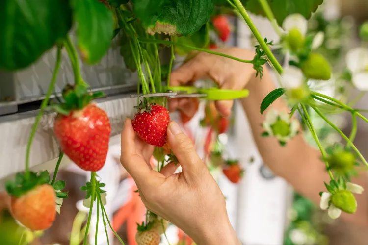 planter des fraises à l'intérieur apprendre meilleur moment meilleur endroit entamer projet