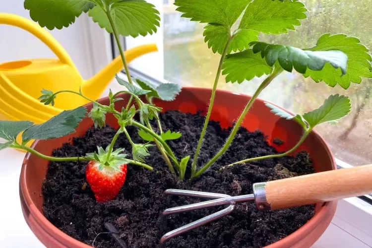 planter des fraisiers intérieur substrat godets pots jardinières appoint eau nutriments régulièrement