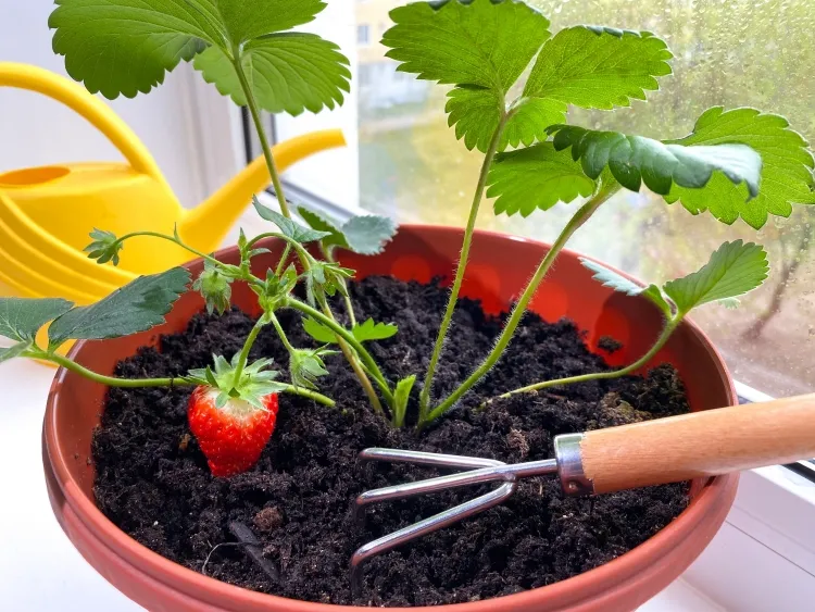 planter des fraisiers intérieur substrat godets pots jardinières appoint eau nutriments régulièrement
