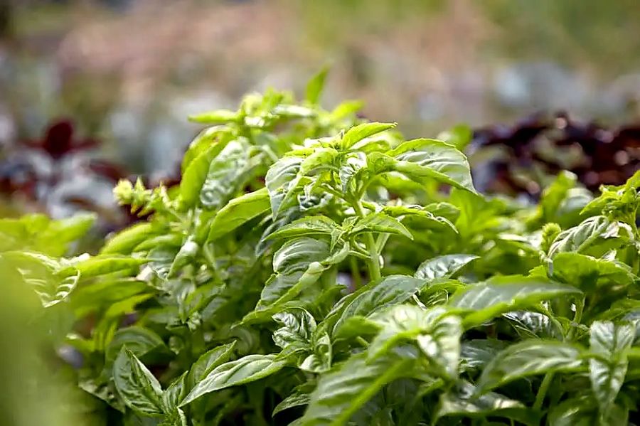 planter du basilic au pied des agrumes en 2026