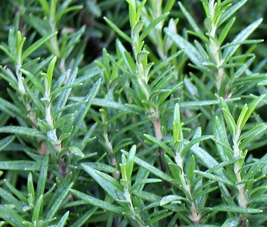 planter du romarin au pied des agrumes en 2026