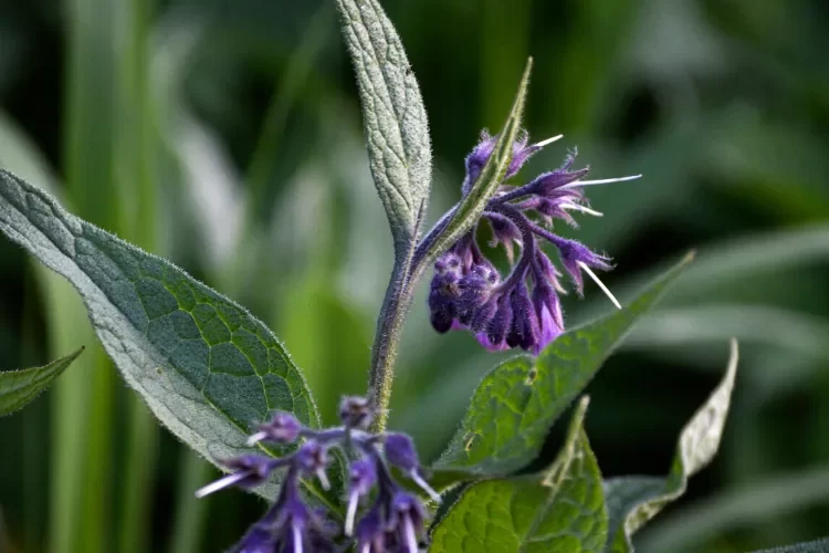 planter la consoude avec un figuier