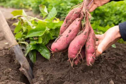 planter une patate douce germee terreau eau quand