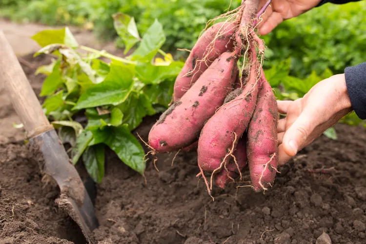 planter une patate douce germee terreau eau