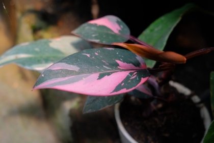 plantes à feuilles roses philodendron pink princess