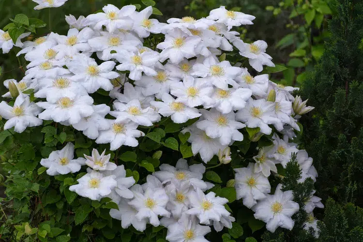 plantes à fleurs blanches vivaces clématites