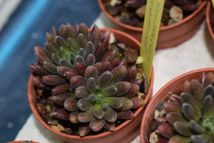 plantes aux feuilles noires pour l’intérieur sinocrassula yunnanensis hérisson pot succulente vivace