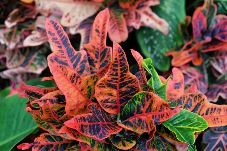 plantes aux feuilles rouges croton