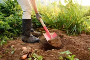 plantes compagnes des pommes de terre