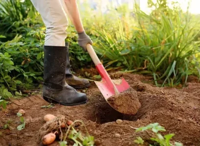 plantes compagnes des pommes de terre